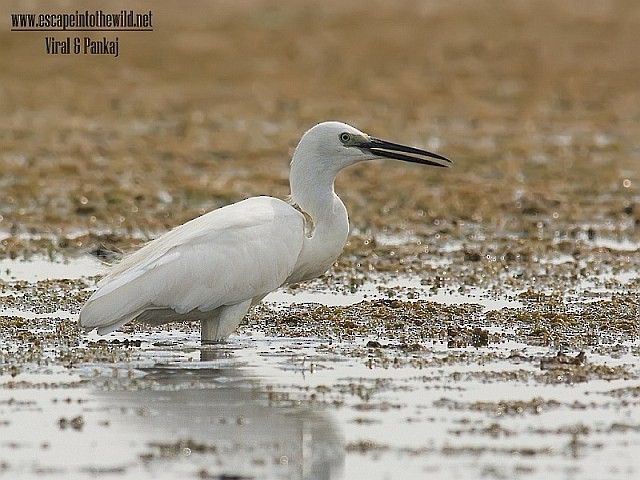 Little Egret (Western) - ML378842991