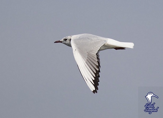 Mouette rieuse - ML378843151