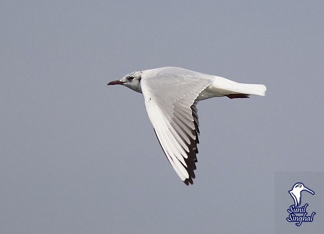 Black-headed Gull - ML378843151