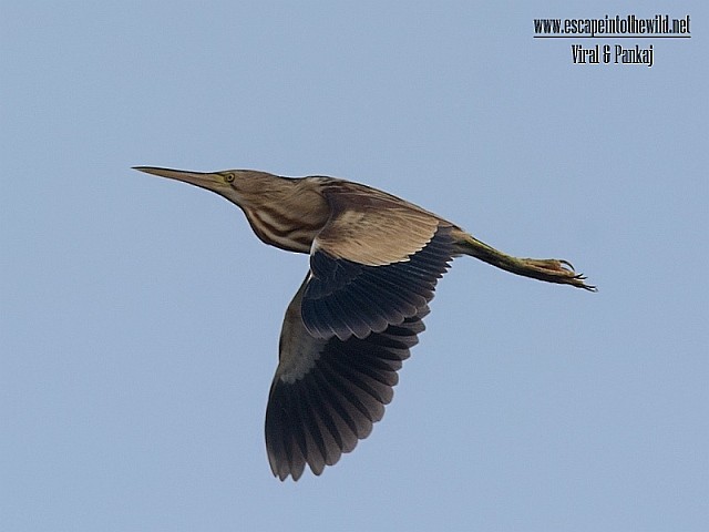 Yellow Bittern - ML378843181