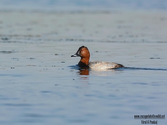 Common Pochard - ML378843581