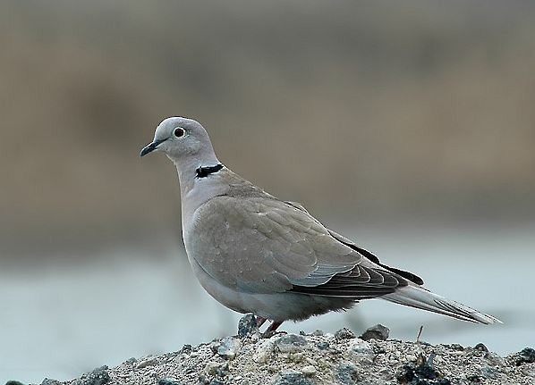 Eurasian Collared-Dove - ML378844301