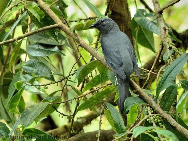 Black-winged Cuckooshrike - ML378845011