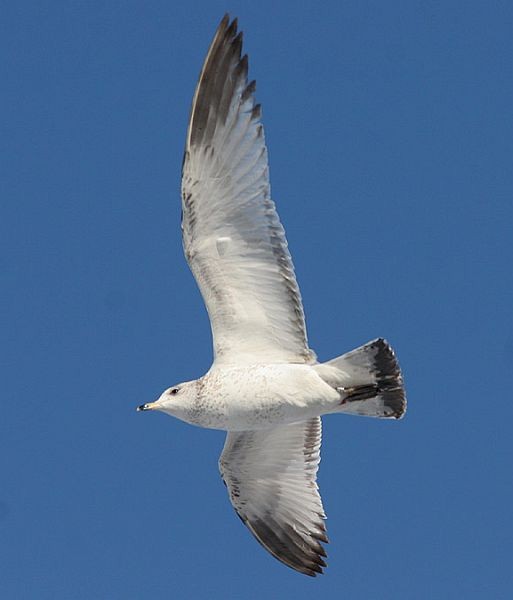 Ring-billed Gull - ML378845551