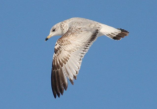 Ring-billed Gull - Klaus Malling Olsen