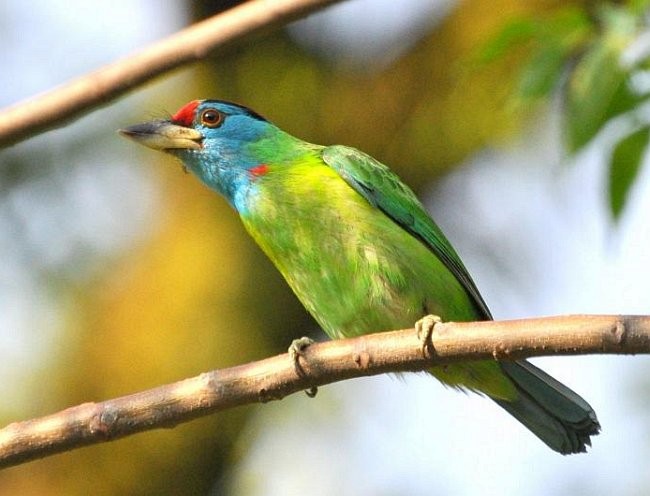 Blue-throated Barbet (Red-crowned) - ML378845761