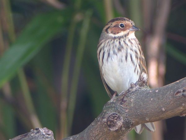 Little Bunting - ML378845821