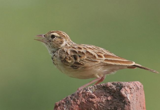 Indian Bushlark - ML378846001