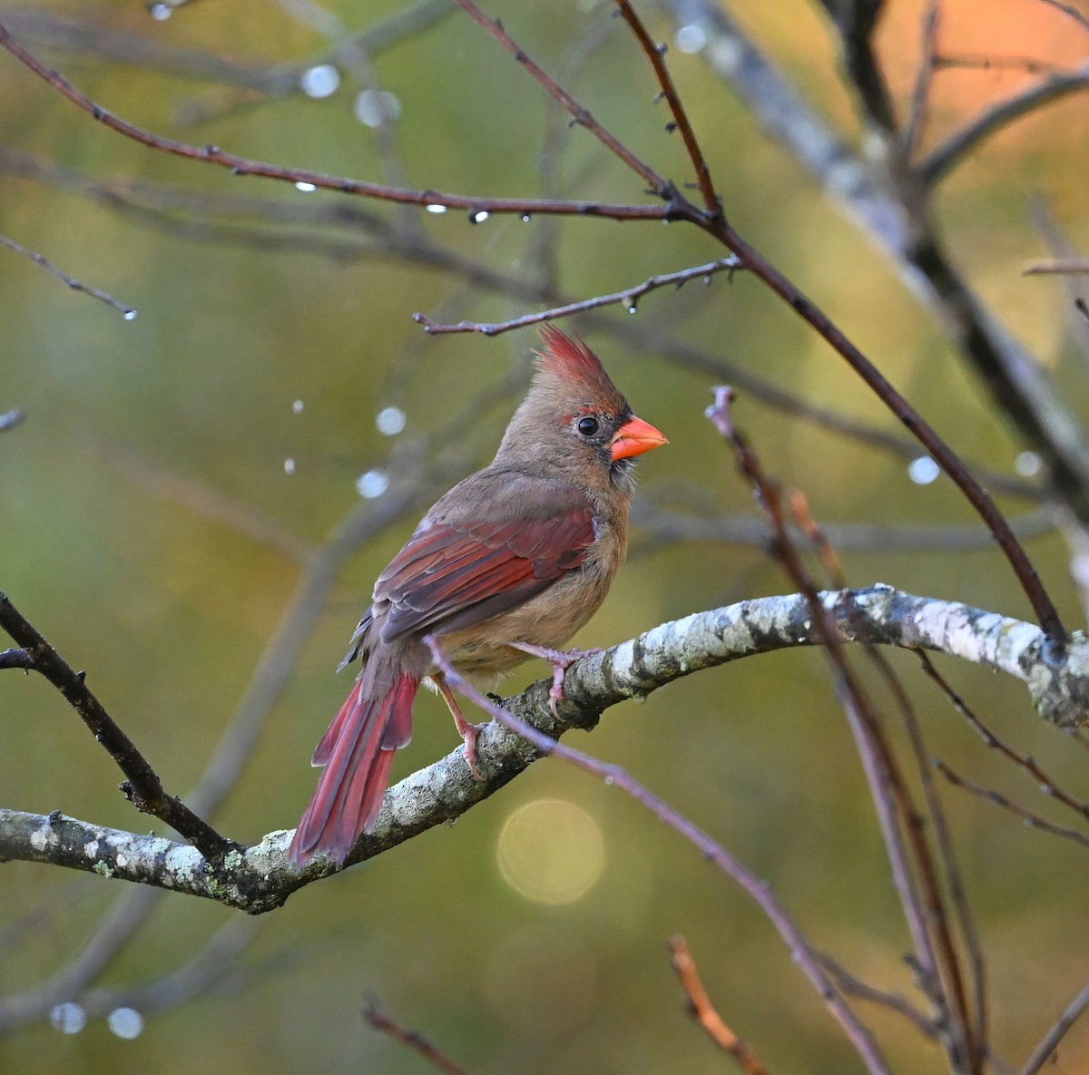 Northern Cardinal - ML378846021