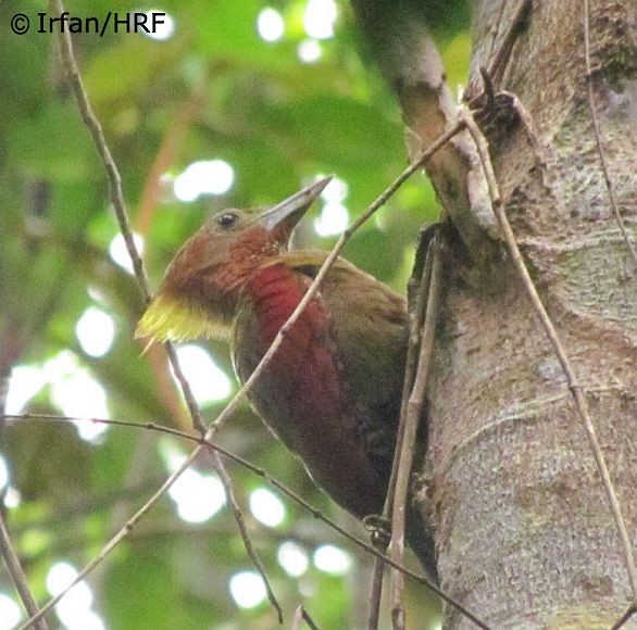 Checker-throated Woodpecker (Checker-throated) - ML378848361