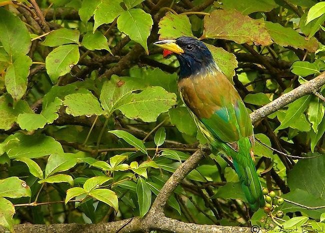 barbet velký - ML378848891