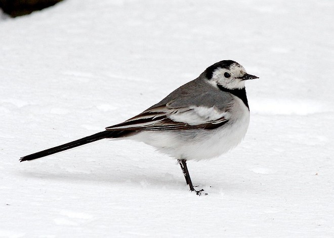 White Wagtail (Transbaikalian) - ML378849181