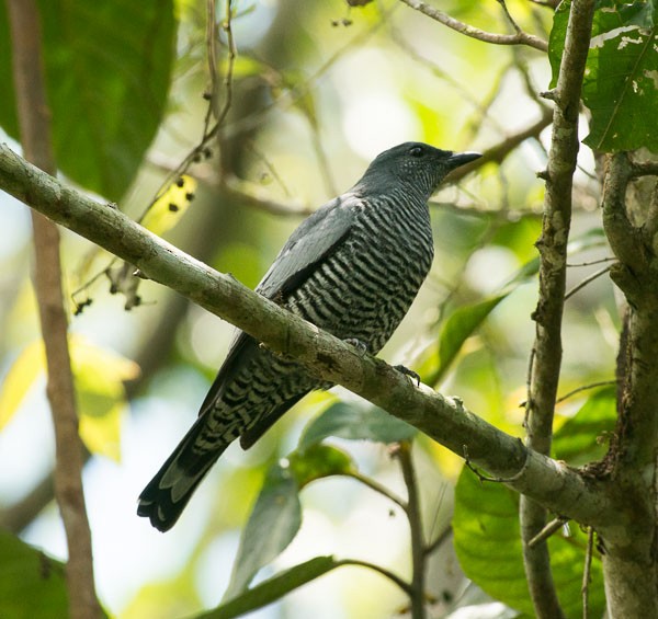 Pale-shouldered Cicadabird - ML378849341