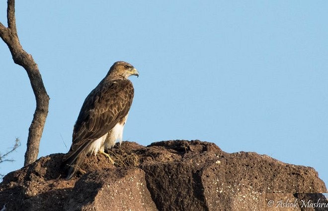 Aigle de Bonelli - ML378849571