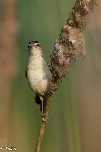 Black-browed Reed Warbler - ML378849611