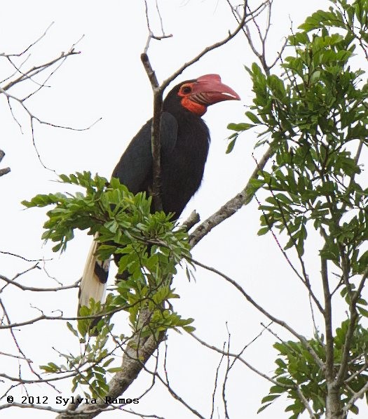 Writhed Hornbill - ML378850231