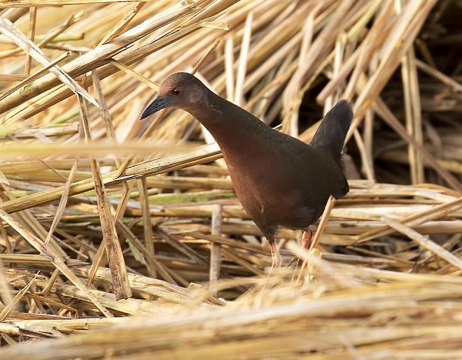 Ruddy-breasted Crake - ML378850501