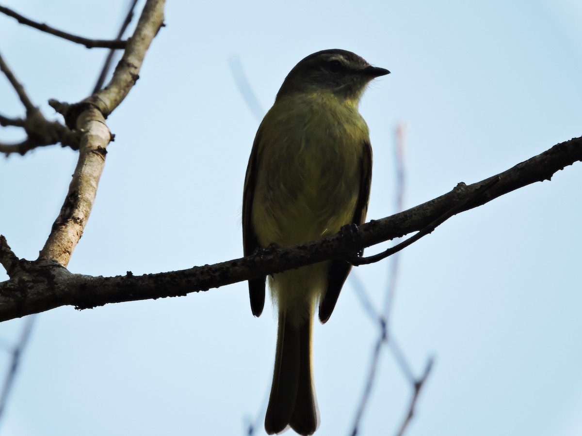 Planalto Tyrannulet - ML37885051