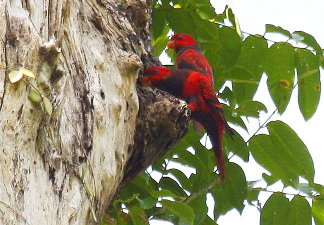 Violet-necked Lory - ML378850561