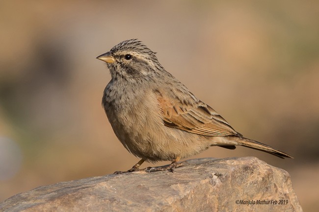 Striolated Bunting - ML378850671