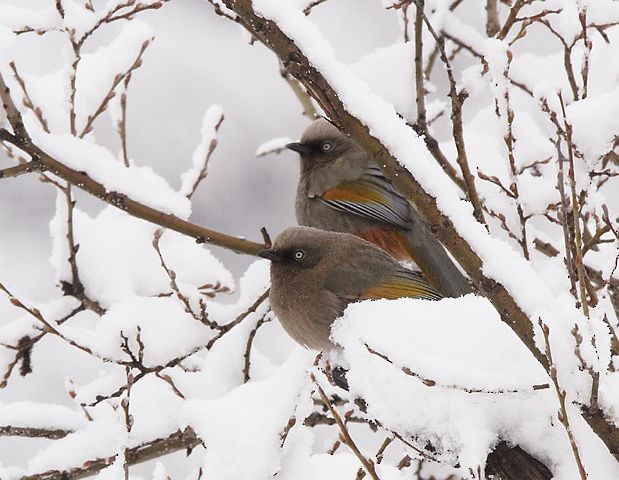 カキハガビチョウ - ML378851001