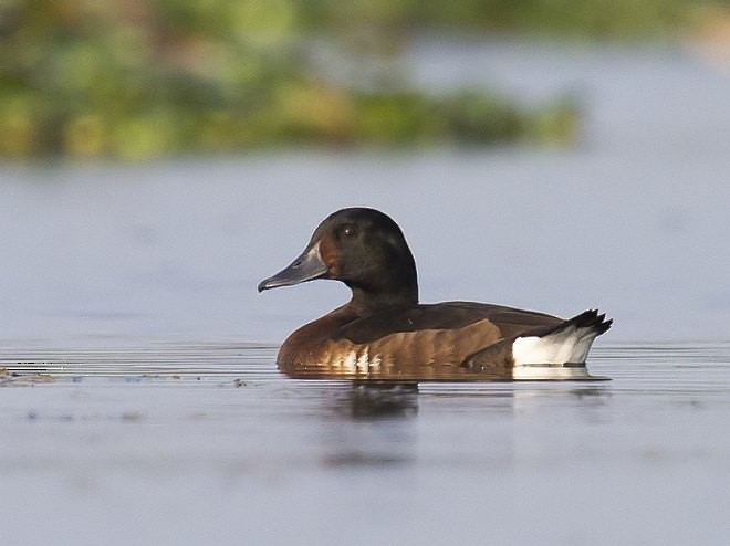 Baer's Pochard - ML378851831