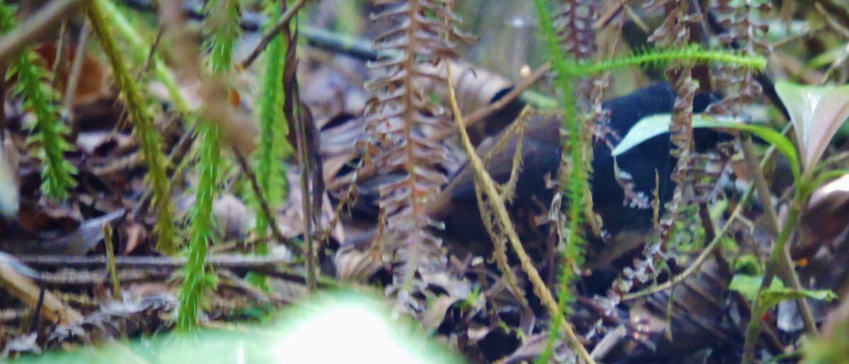 White-breasted Tapaculo - Fabio Barata