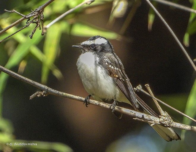 White-browed Fantail - ML378852071