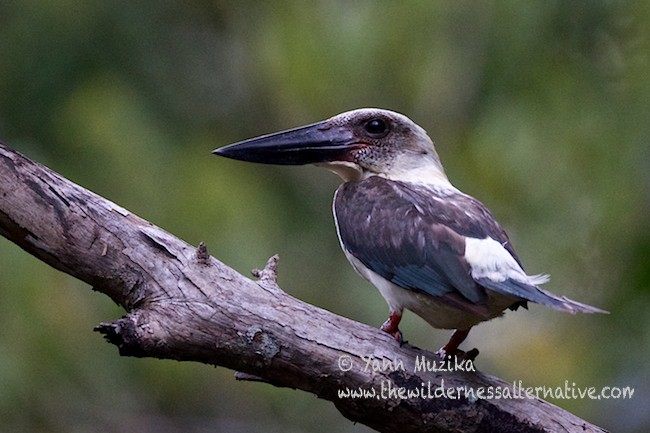 Great-billed Kingfisher - ML378852851