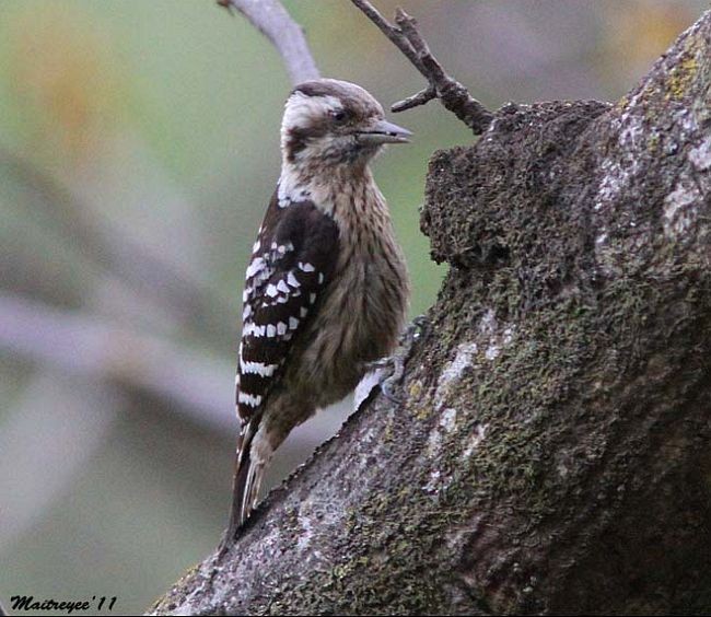 Gray-capped Pygmy Woodpecker - ML378853021