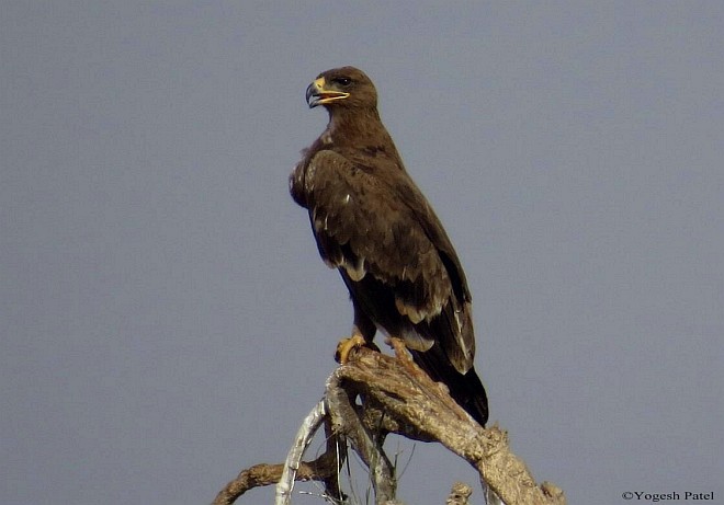 Steppe Eagle - ML378853131