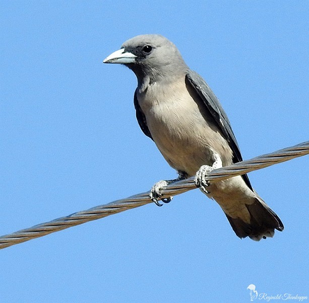 Ashy Woodswallow - ML378853541
