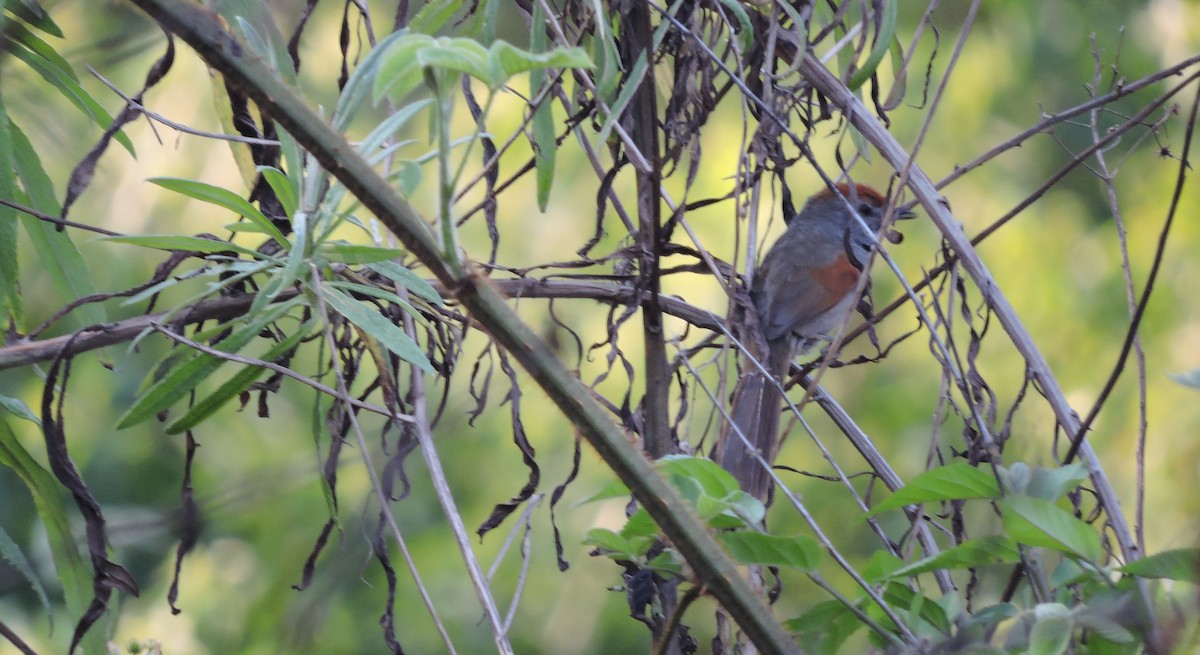 Spix's Spinetail - ML37885471