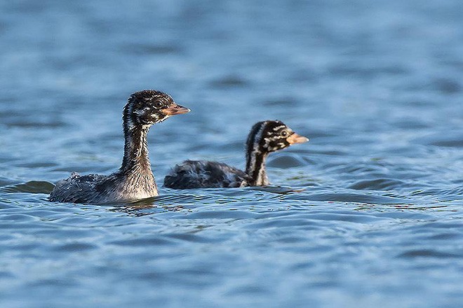 Little Grebe - ML378855141