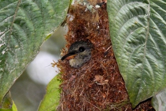 Orange-bellied Flowerpecker - ML378855261