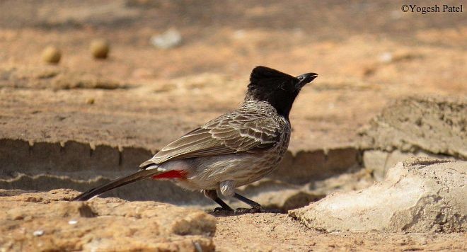 Bulbul à ventre rouge - ML378855391