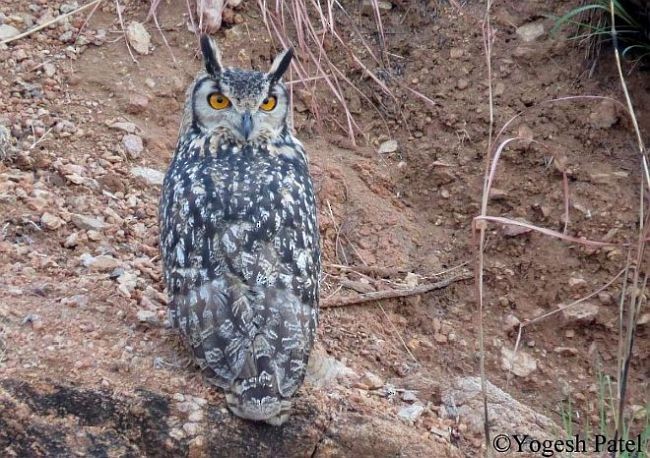 Rock Eagle-Owl - ML378855401