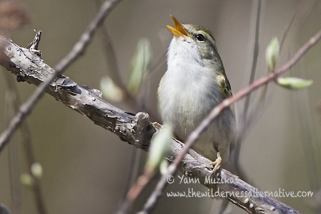 Claudia's Leaf Warbler - ML378855471