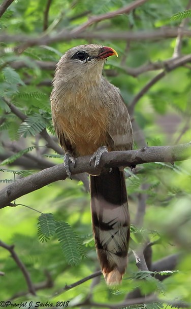 Sirkeer Malkoha - ML378855551