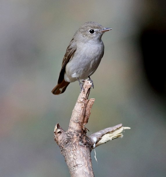 Rusty-tailed Flycatcher - ML378856091