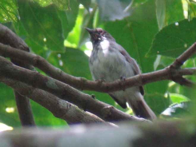 Visayan Pygmy-Babbler - ML378856361