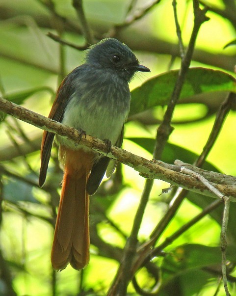 Visayan Fantail - ML378856371