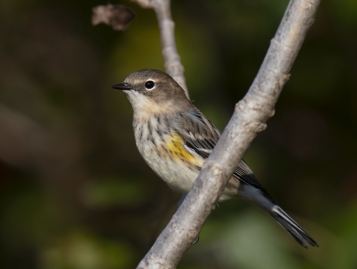 Yellow-rumped Warbler - ML378857001