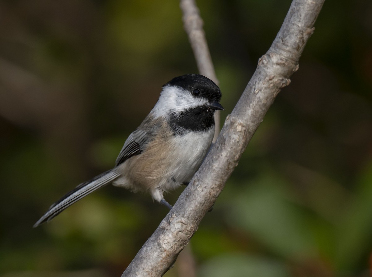 Black-capped Chickadee - ML378857051