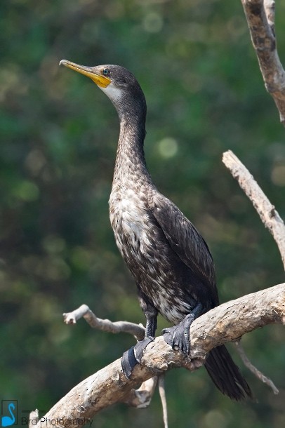 Indian Cormorant - Aseem Kothiala