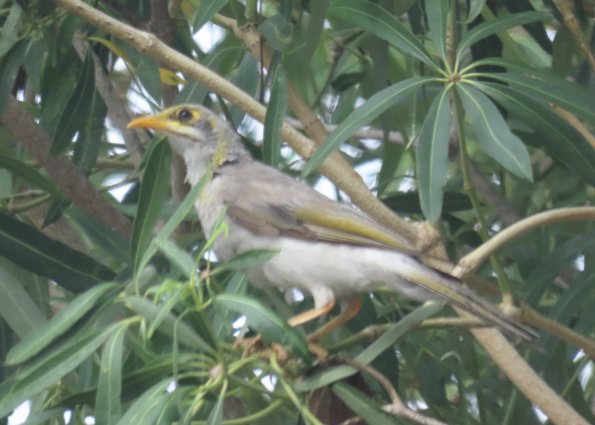 Yellow-throated Miner - Dana Cameron