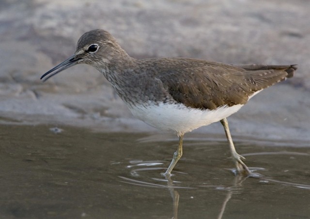 Green Sandpiper - ML378858031