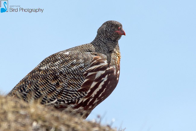 Snow Partridge - ML378858721