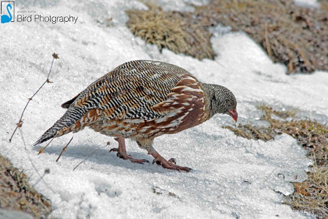 Snow Partridge - ML378858731