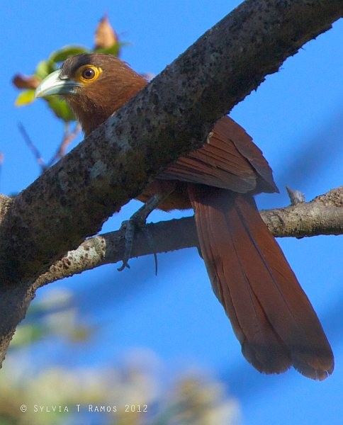 Rufous Coucal - ML378858851